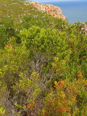 Phylica axillaris maritima