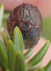 Phylica axillaris maritima