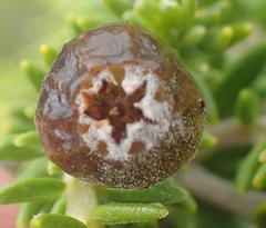 Phylica axillaris maritima