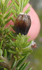 Phylica axillaris maritima