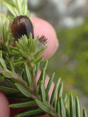 Phylica axillaris maritima