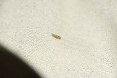 Eupteryx filicum