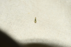 Eupteryx filicum