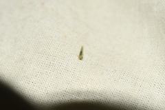 Eupteryx filicum