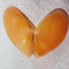 Bosemprella incarnata