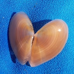 Bosemprella incarnata