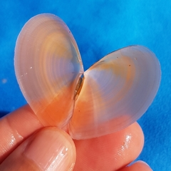 Bosemprella incarnata