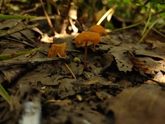 Marasmius cladophyllus