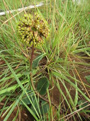 Asclepias macropus