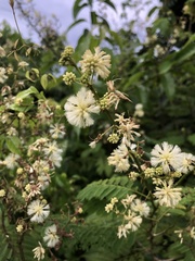 Senegalia westiana