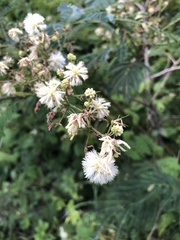 Senegalia westiana