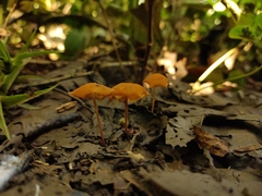 Marasmius cladophyllus
