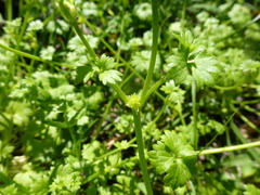 Ranunculus sessiliflorus