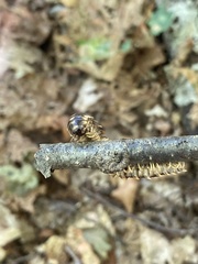 Rudiloria