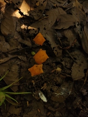 Marasmius cladophyllus