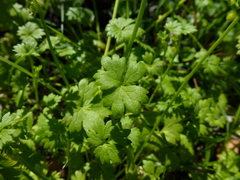 Ranunculus sessiliflorus