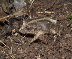 Eupsophus vertebralis