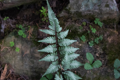 Athyrium niponicum