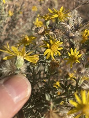 Heterotheca zionensis