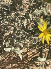 Heterotheca zionensis