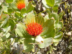 Leucospermum mundii