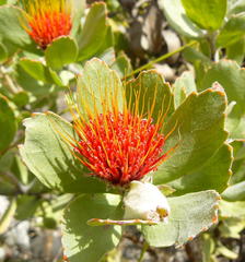 Leucospermum mundii