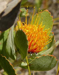 Leucospermum mundii