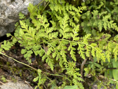 Cystopteris reevesiana