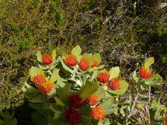 Leucospermum mundii