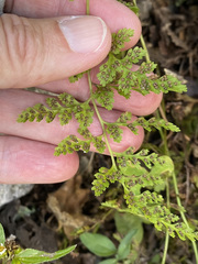 Cystopteris reevesiana