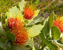 Leucospermum mundii