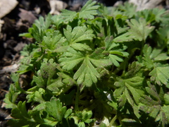 Ranunculus sessiliflorus