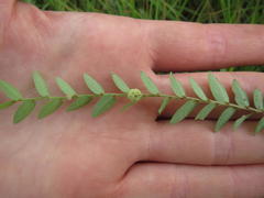 Phyllanthus glaucophyllus