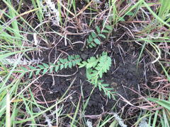 Phyllanthus glaucophyllus