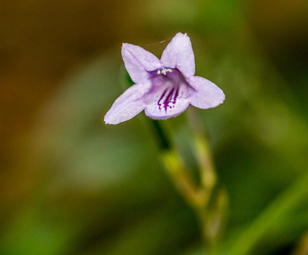 Asystasia varia