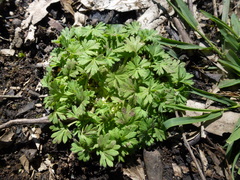 Ranunculus sessiliflorus