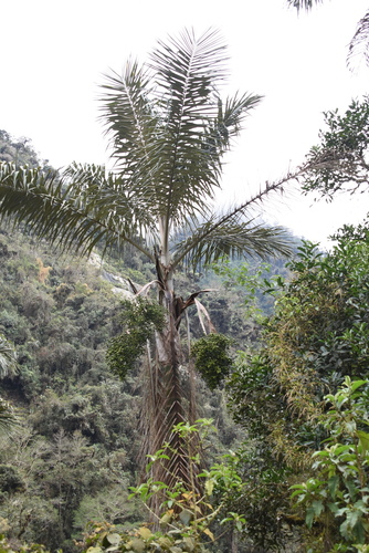 Ceroxylon pityrophyllum, photograph 5