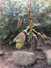 Mucuna urens