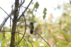 Heliangelus amethysticollis