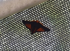Pyrrhopyge kelita