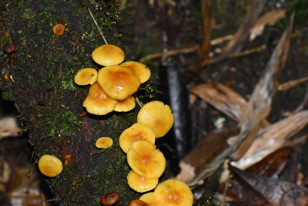 Tricholomopsis aurea · October 2020 · photo: © floroortizcontreras (iNaturalist, cc-by)