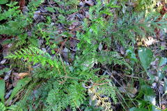 Asplenium rutifolium