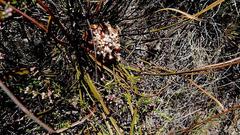 Protea scorzonerifolia