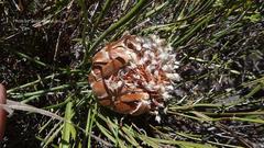 Protea scorzonerifolia