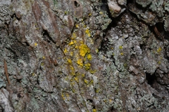 Chrysothricaceae