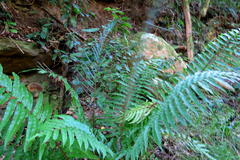 Blechnum capense
