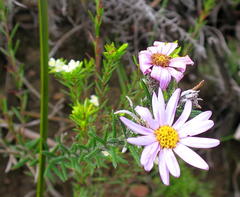 Athrixia heterophylla heterophylla