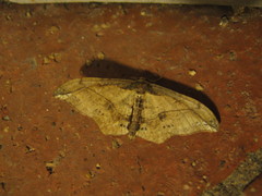 Hyposidra infixaria