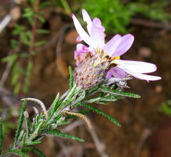 Athrixia heterophylla heterophylla