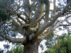Eucalyptus globulus globulus
